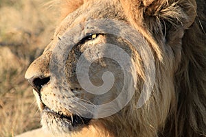 Male lion in Botswana