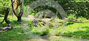 Male Lion Busch Gardens