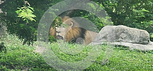 Male Lion Busch Gardens