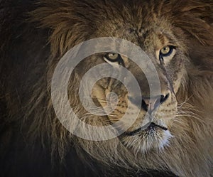 Male lion cat face portrait