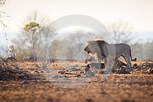 Male Lion that caught a wildebeest