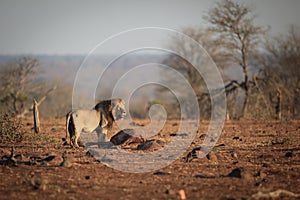 Male Lion that caught a wildebeest