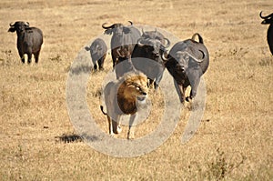 Male lion chased by water buffalos