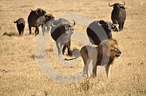 Male lion chased by water buffalos