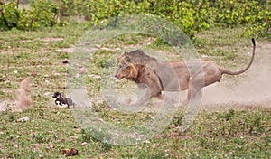 Male lion chasing baby warthog