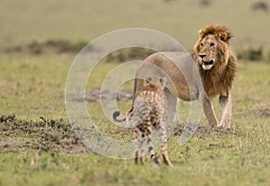 Male lion and cheetah in Masai Mara Gram Reserve, Kenya