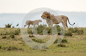 Male lion and cheetah in Masai Mara Gsme Reserve, Kenya