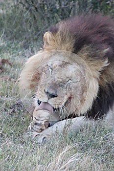 Male lion cleaning paws