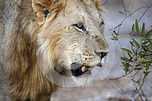 Male Lion Close-up