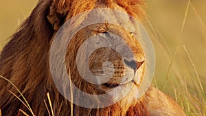 Male lion Close Up, African Wildlife Animal in Maasai Mara National Reserve in Kenya on Africa Safar