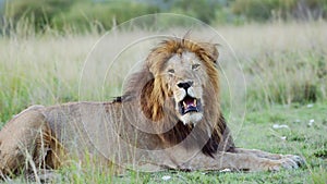 Male lion Close Up African Wildlife Safari Animal in Maasai Mara National Reserve in Kenya, Africa,