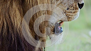 Male lion close up detail of mouth and teeth, African Safari Wildlife Animal in Maasai Mara National