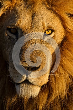 Male lion close-up portrait
