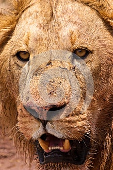 Male lion closeup of the head