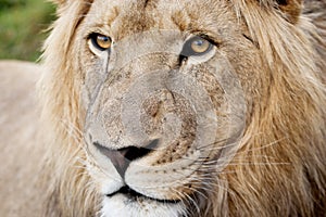 Male Lion Closeup