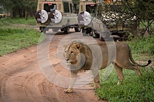 Male lion crosses dirt road past jeeps