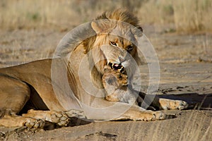 Male lion with cub