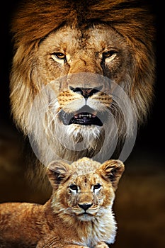 Male lion and cub portrait on savanna landscape background