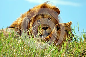 Male Lion and a cub in Serengeti National Park