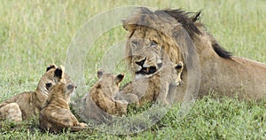 Male lion with cubs in Serengeti National Park Tanzania