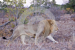 Male Lion at Daybreak