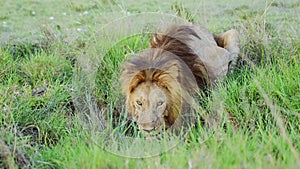 Male lion drinking in Maasai Mara National Reserve, African Wildlife Animal in Kenya, Africa on Safa