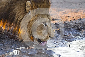 Male lion drinking water 1