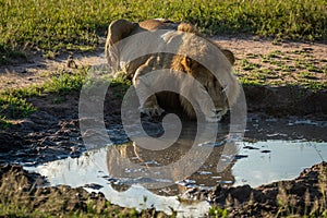 Male lion drinks from pool showing reflection