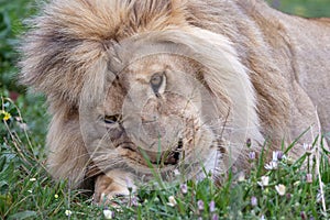 Male lion eating
