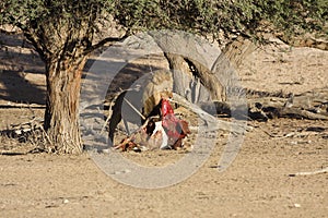 Male lion eating a death Oryx