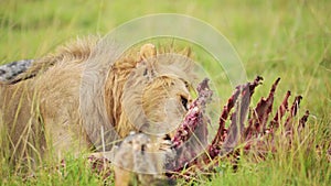 Male Lion Eating a Kill of a Dead Zebra, African Wildlife Safari Animals in Africa in Maasai Mara, K