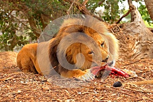 Male lion eating