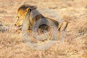 Male Lion Eating, South Africa