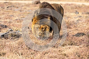 Male Lion Eating, South Africa