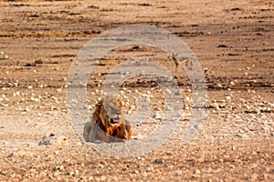 Male lion Etosha