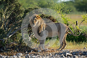 Male lion in Etosha National Park in Namibia