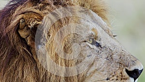 Male lion eye close up animal detail, African Safari Wildlife in Maasai Mara National Reserve in Ken