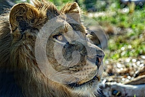 Male lion eyes close up