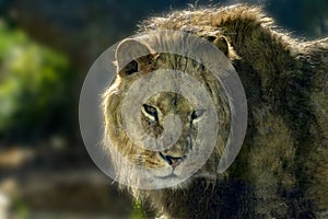 Male lion eyes close up