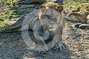 Male lion eyes close up