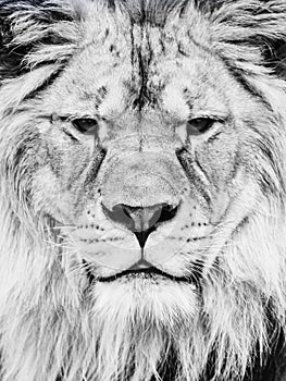 Male lion face. Close-up portrait of huge african feline. Black and white image