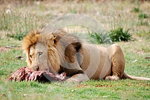 Male Lion Feeding