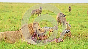 Male lion feeding on kill lying down while Hyenas and Jackals wait patiently in the lush Maasai Mara
