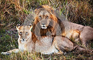 Male lion and female lion. Safari in Serengeti, Tanzania, Africa