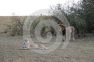 Male Lion female lioness couple in maasai mara