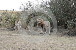 Male Lion female lioness in the wild maasai mara