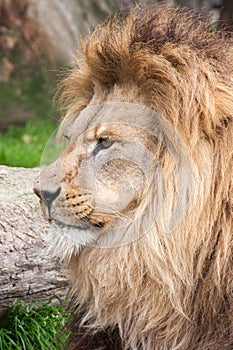 Male Lion with full mane