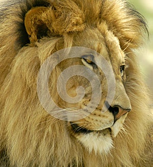 Male lion gazing for prey in the distance.