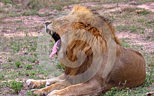 A male lion giving a lazy yawn