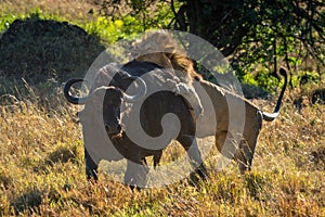 Male lion grabbing Cape buffalo by hindquarters